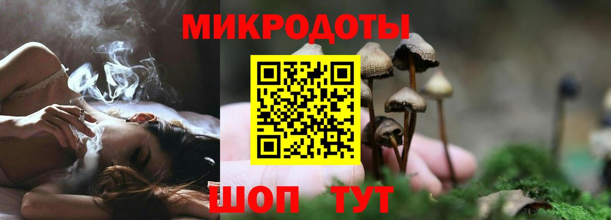 Галлюциногенные грибы Psilocybe Кузнецк